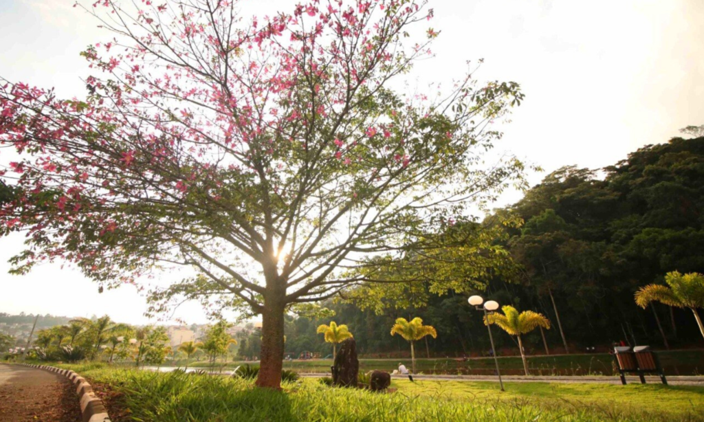 Parque com árvores e muito verde. Foto: Prefeitura de Itatiba.